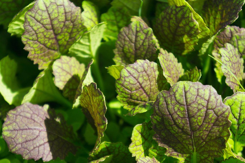 Mustard plant