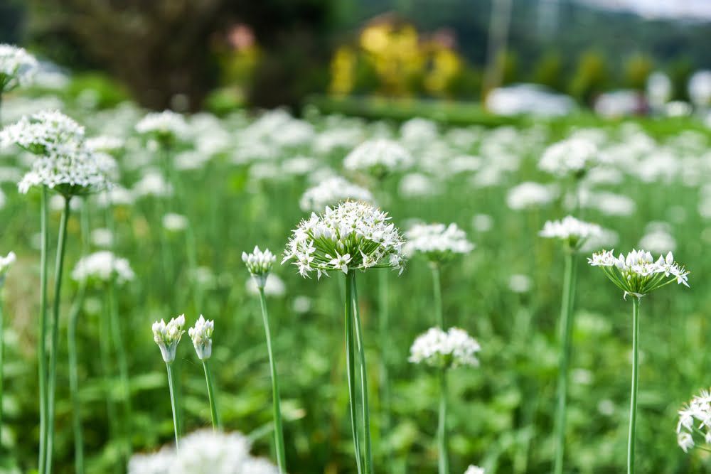 Garlic chives