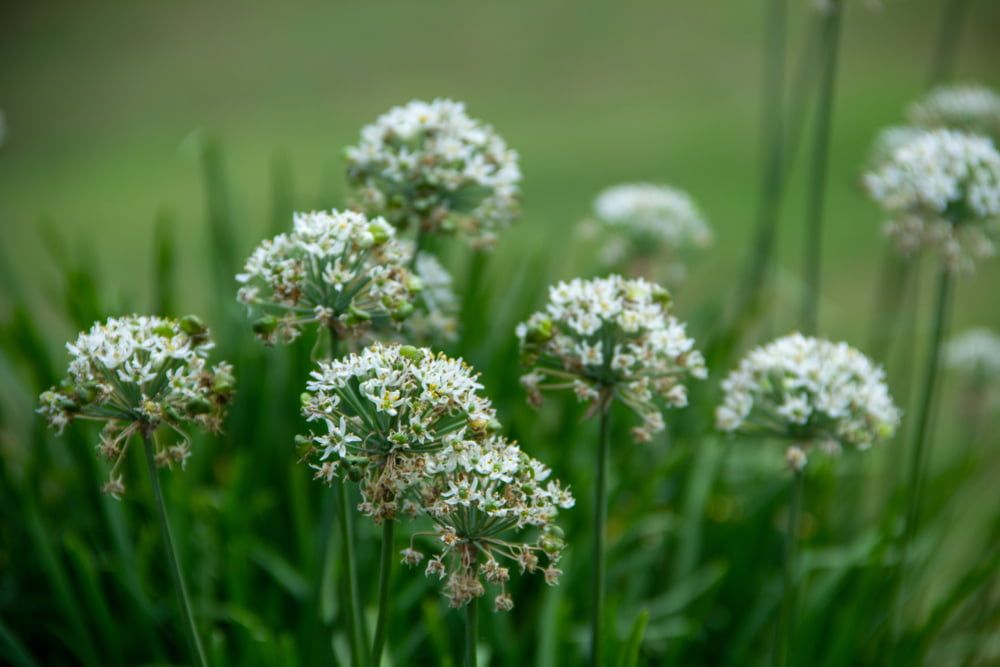 Garlic chives with flowers