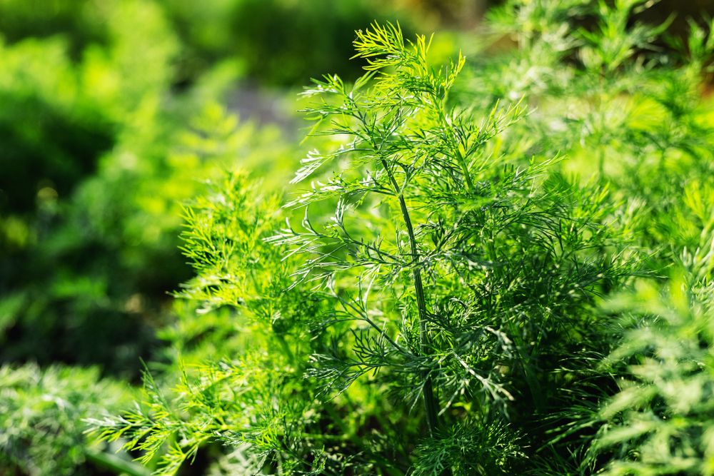 Dill plants