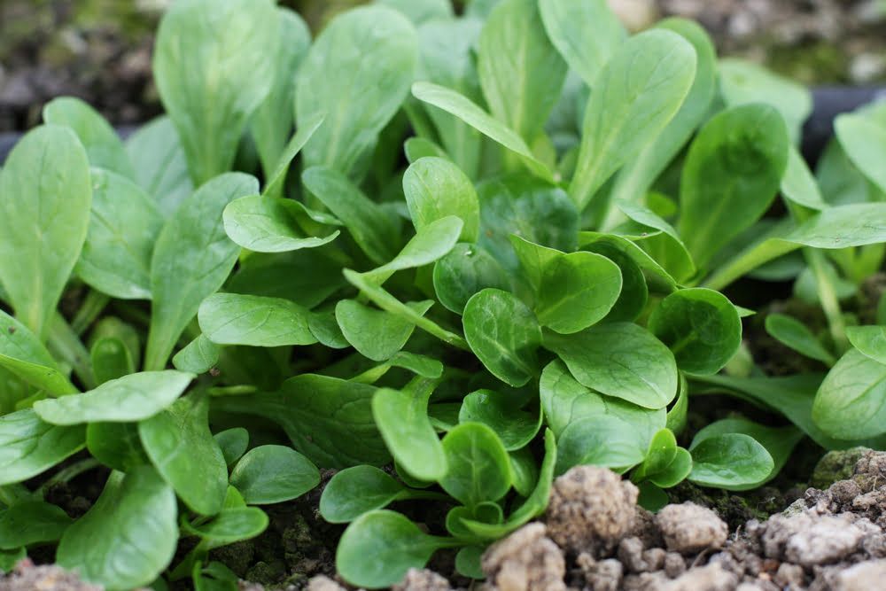 Corn salad plants