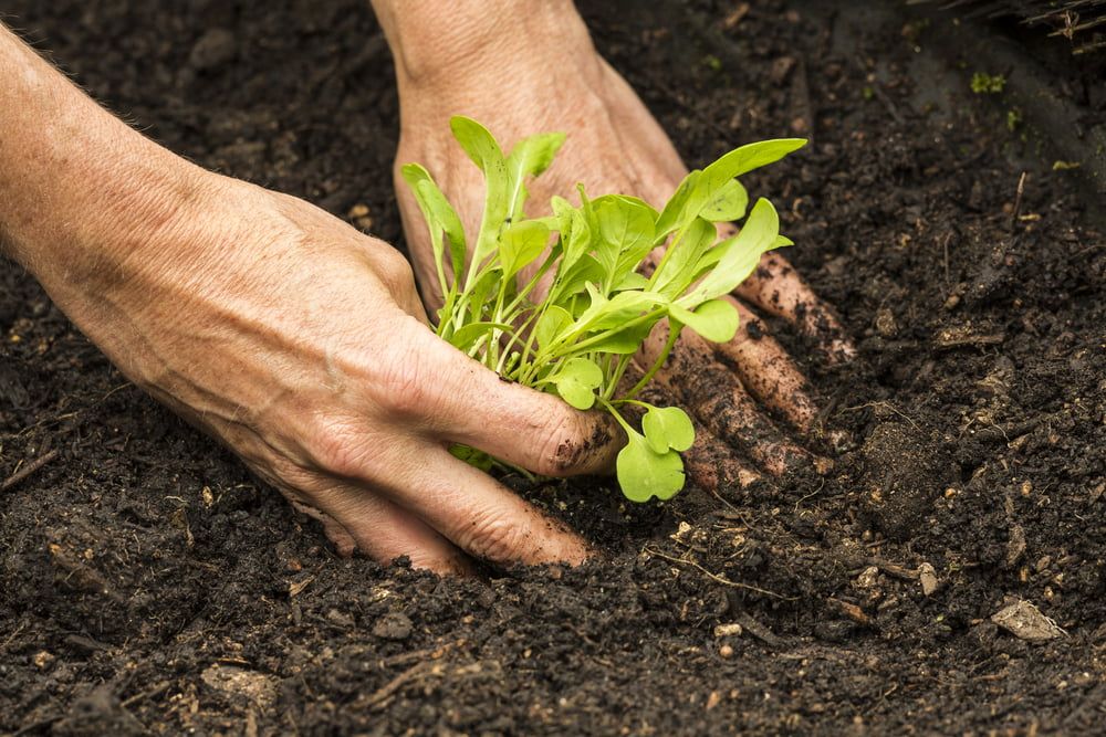 Planting rocket