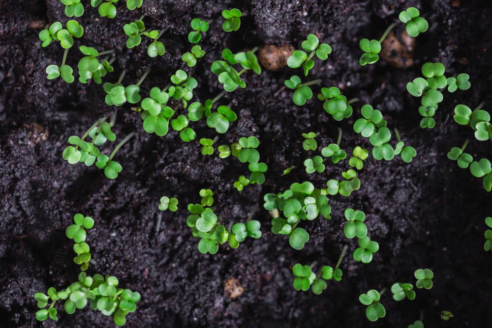 Rocket seedlings