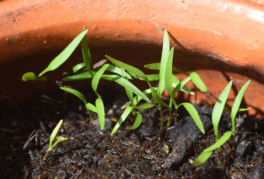 Chervil seedlings