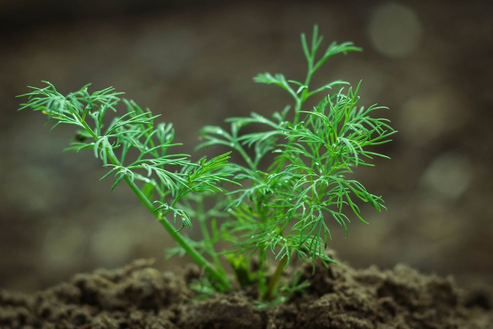 Dill plant