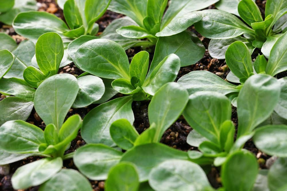 Corn salad plants