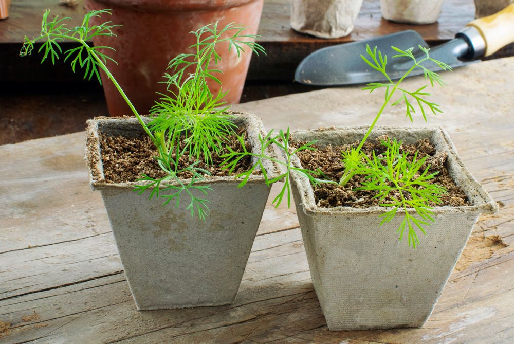 Dill seedlings in pots