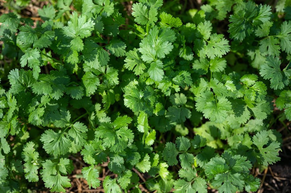 Coriander growing