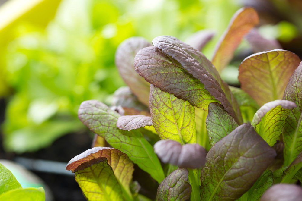 Mustard leaves