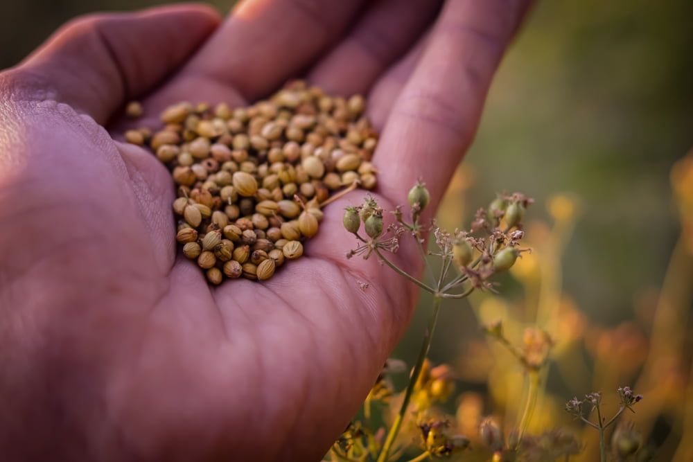 Harvesting coriander seeds