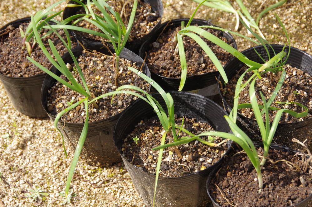 Garlic chives in pots
