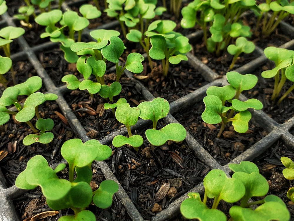 Mustard seedlings