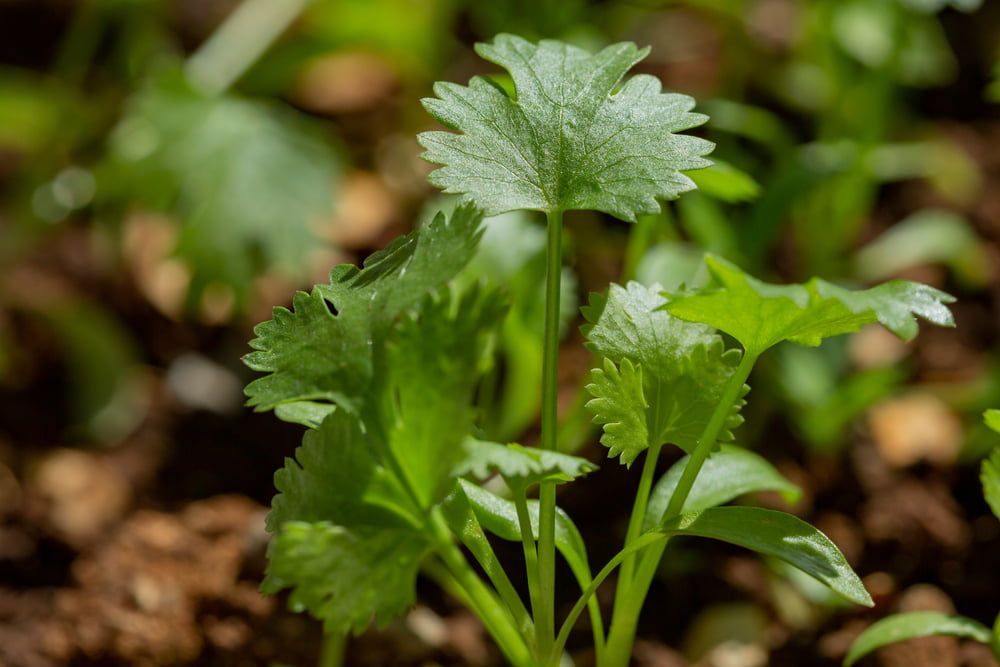 Coriander plant