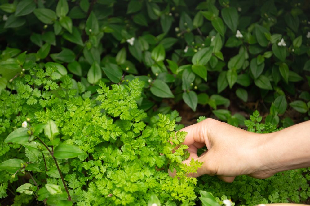 Hand picking Chervil