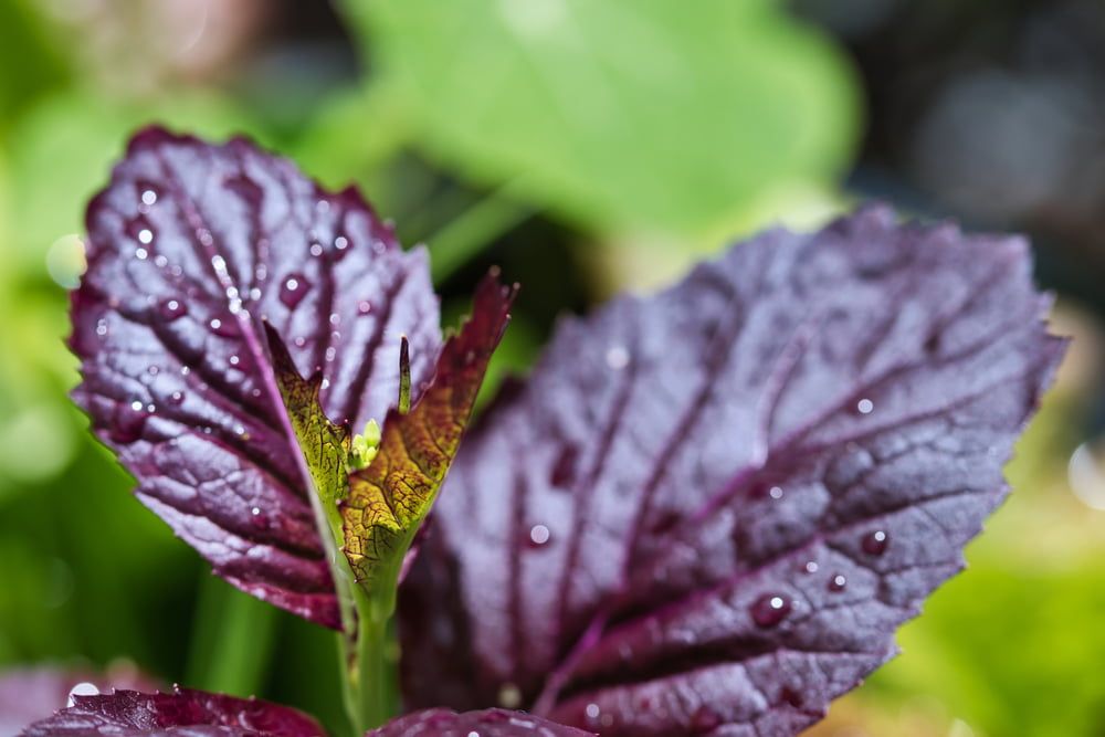 Mustard leaves