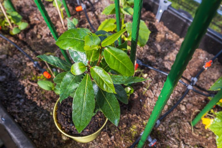 How to Grow Bay Leaves From Seed at Home (2023 Guide)