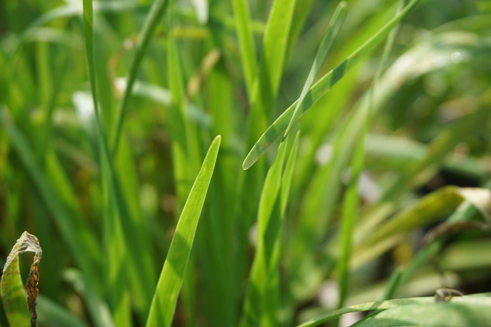 Garlic chive leaves