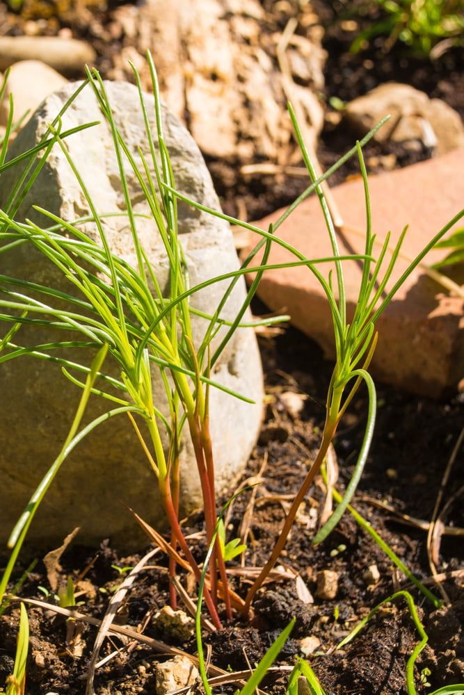 Young agretti plant