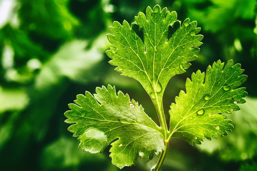 Coriander leaf