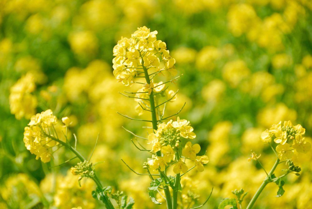 Mustard flowers