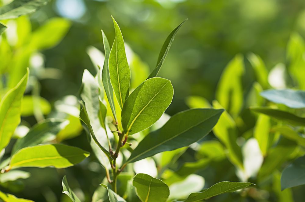 Bay leaves on tree