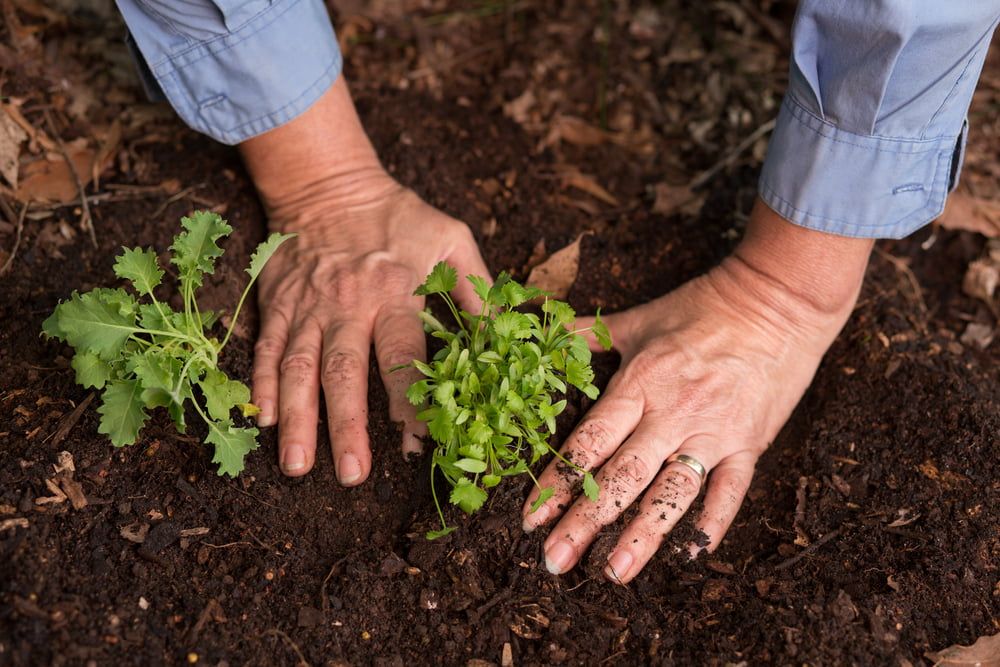 Planting coriander