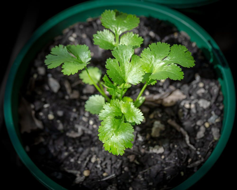 Coriander seedling in pot