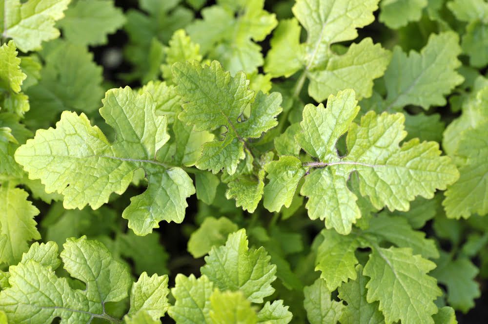 Mustard plants