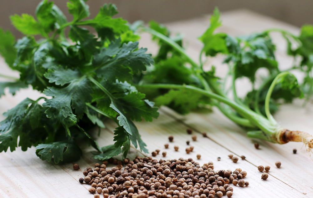 Coriander leaves and seeds on chopping board