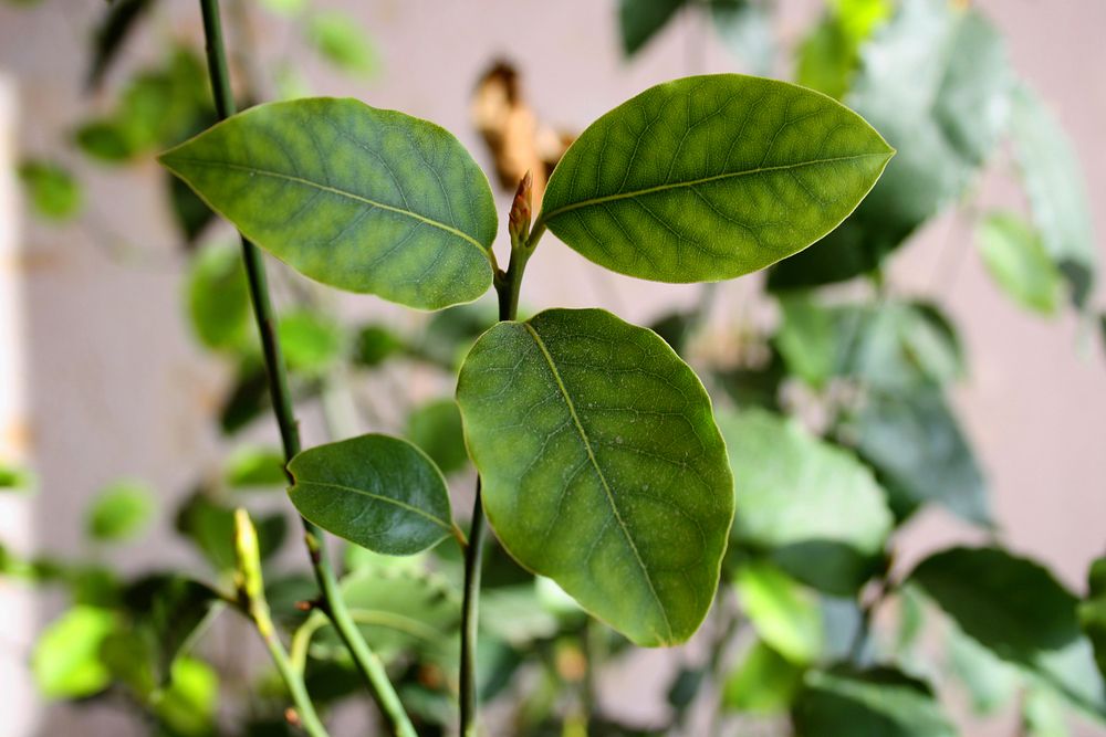 Bay seedling