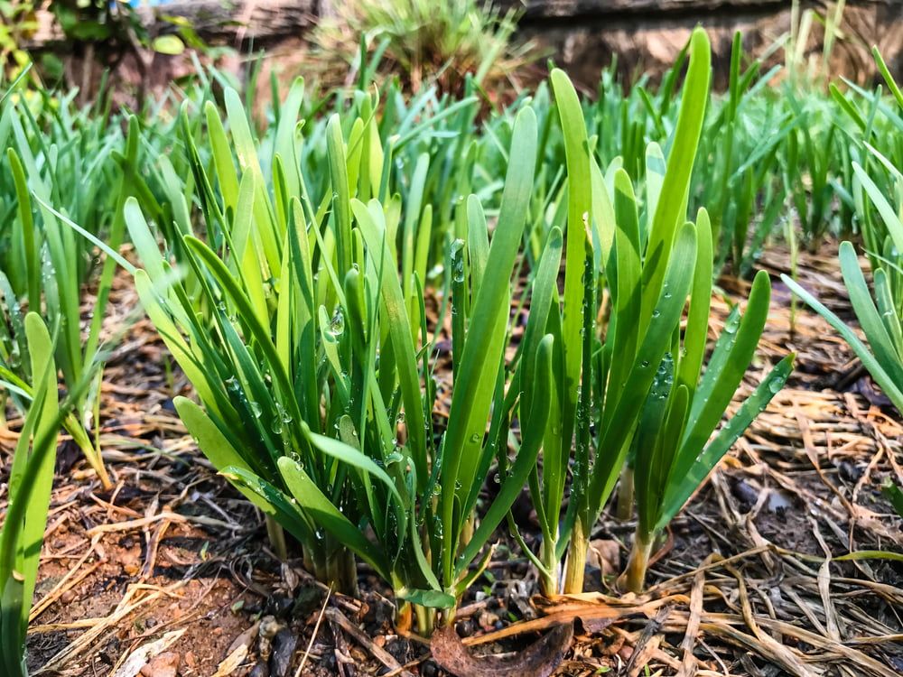 Garlic chive plants