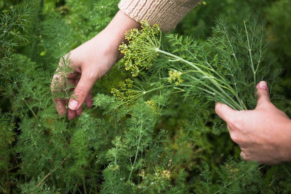 Woman harvesting dill