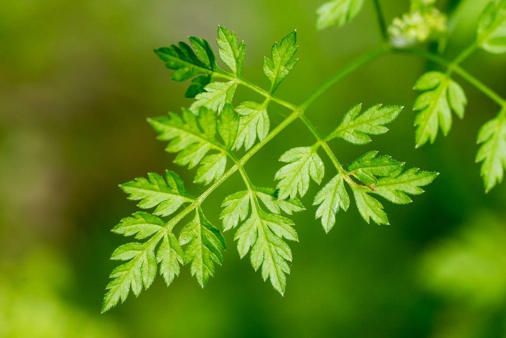 Chervil leaf