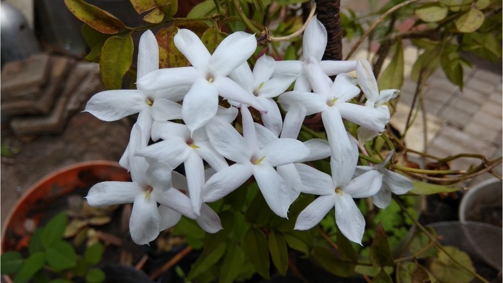 spanish-jasmine-houseplant-zodiac-pairing