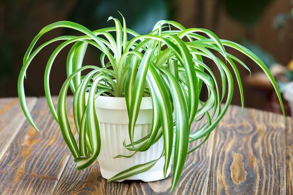 spider-plant-houseplant-zodiac-pairing