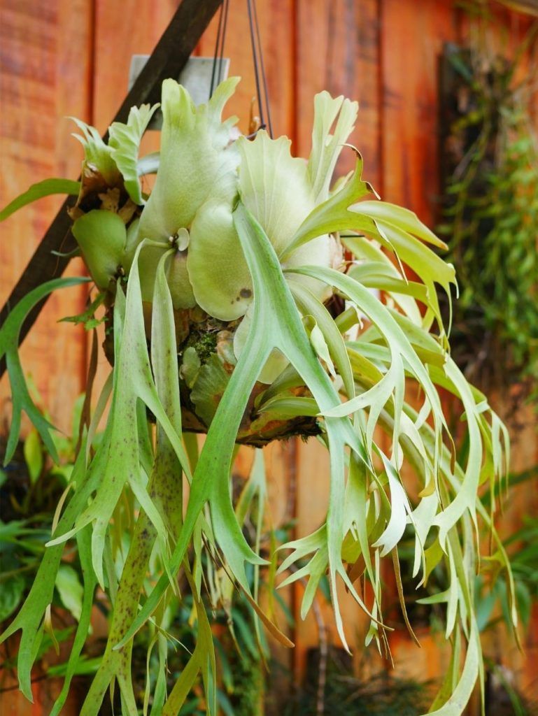 staghorn-fern-houseplant-zodiac-pairing