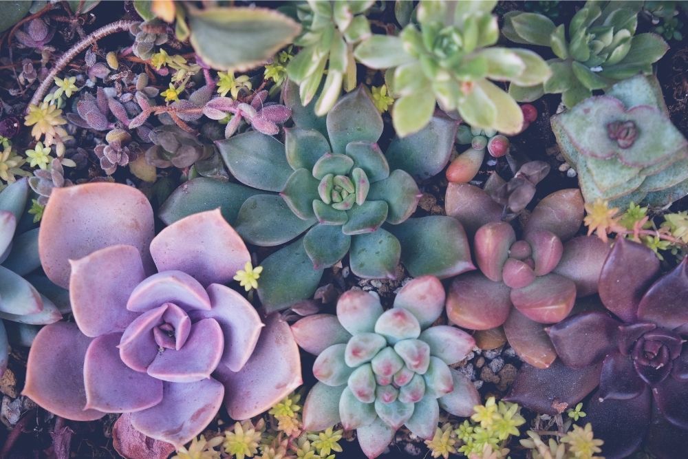 succulents-houseplant-zodiac-pairing