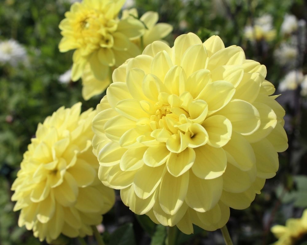 yellow-dahlias-houseplant-zodiac-pairing