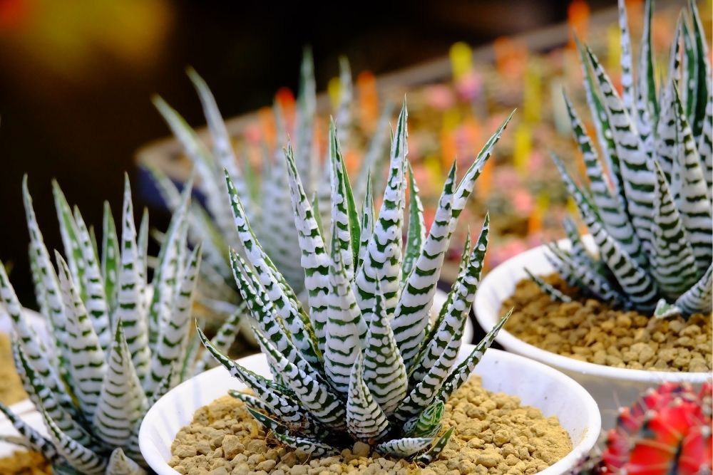 zebra-cactus-houseplant-zodiac-pairing