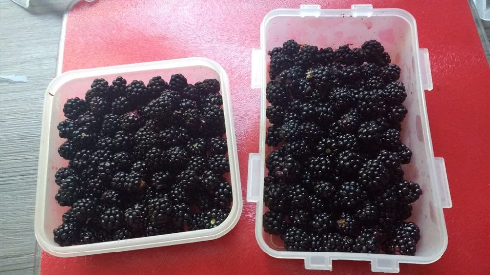 blackberries