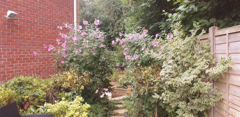 pink tree mallow