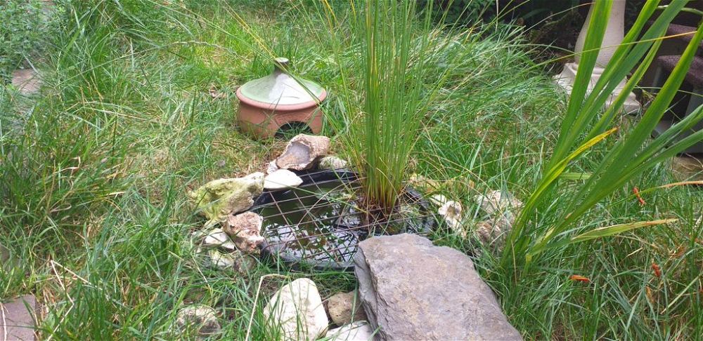 Algae filled bucket pond