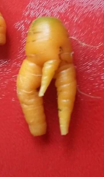 carrots august