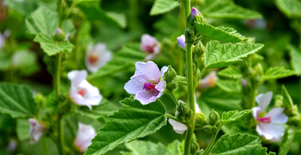 Marshmallow plants with flowers
