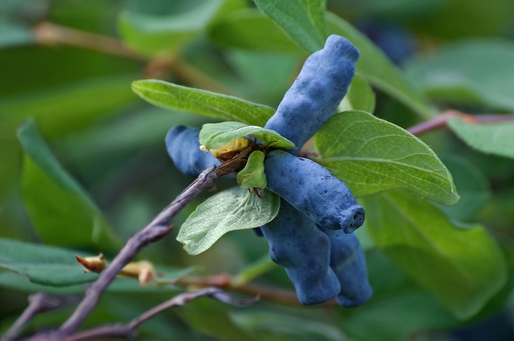 Honeyberries on plant