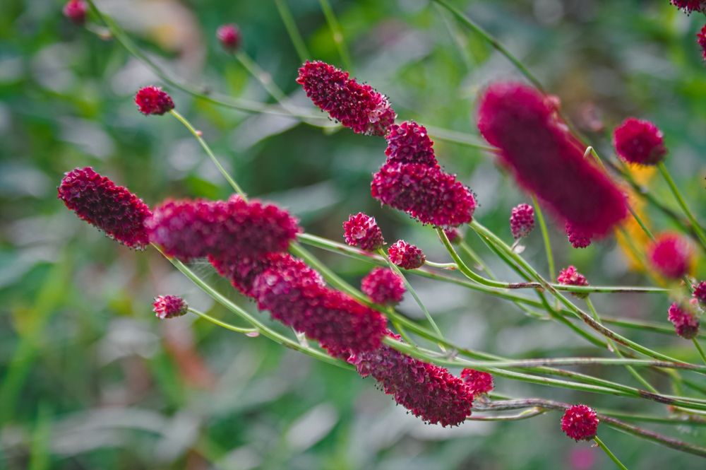 Burnet flowers