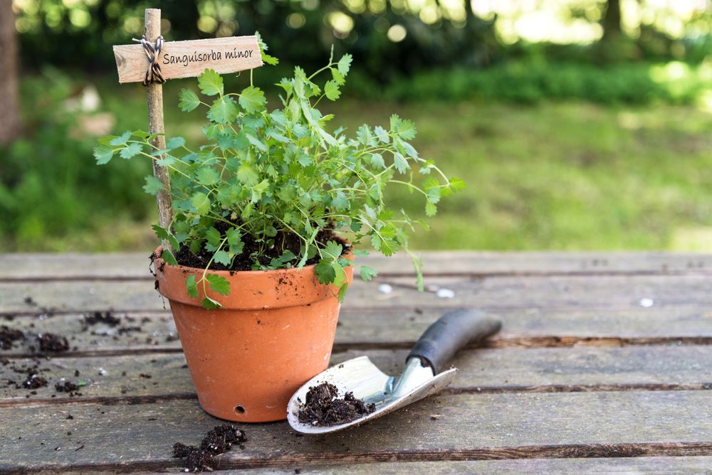 Salad burnet in pot