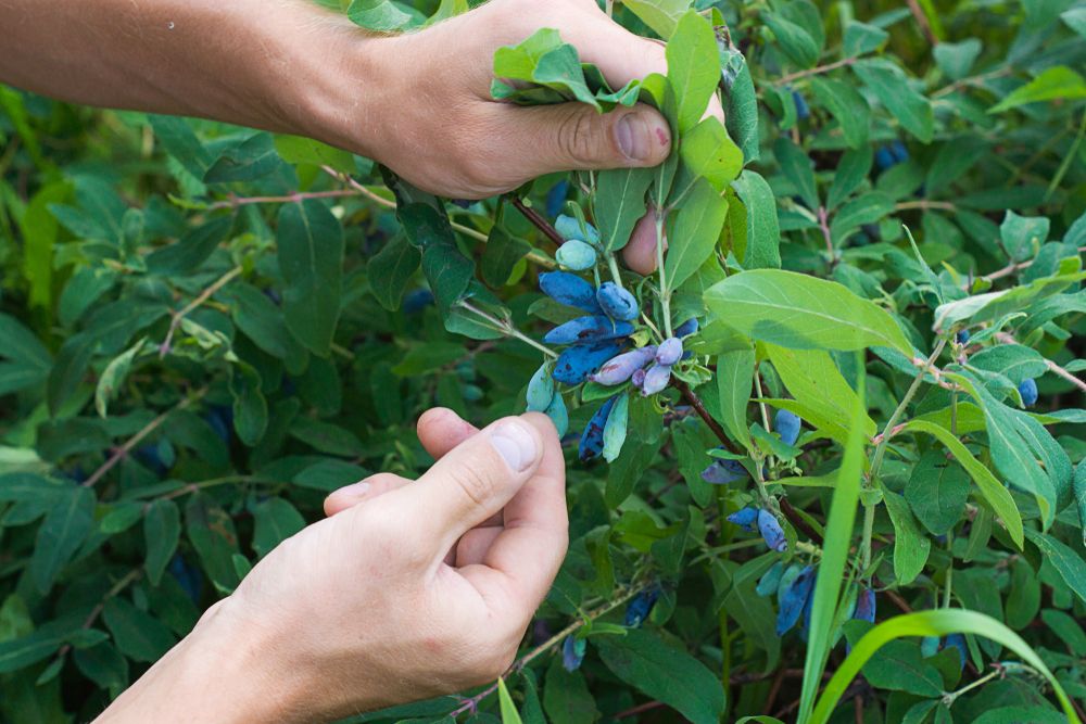 Harvesting Honeyberries