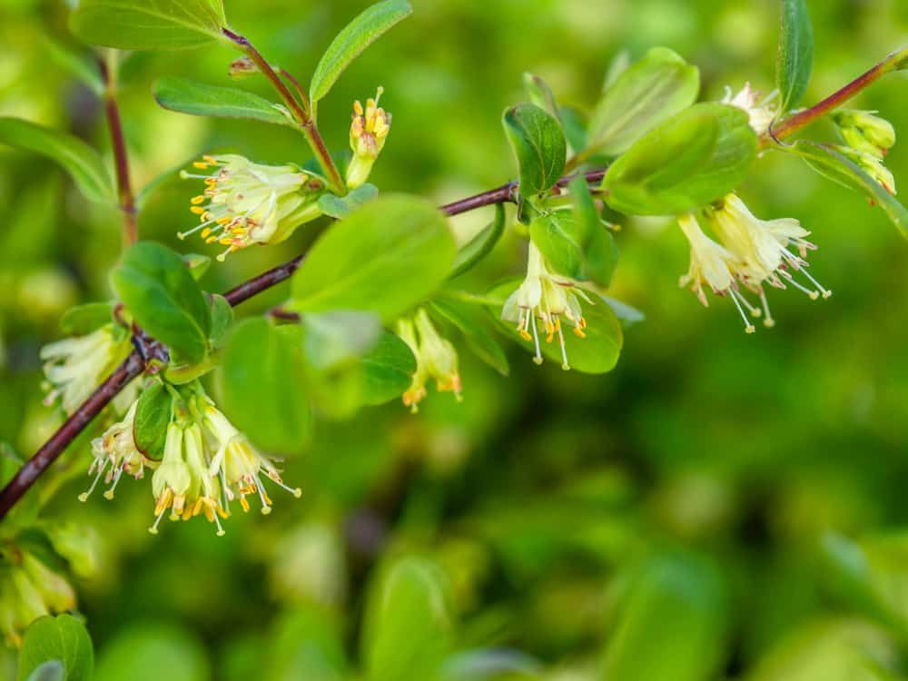 Honeyberry flowers