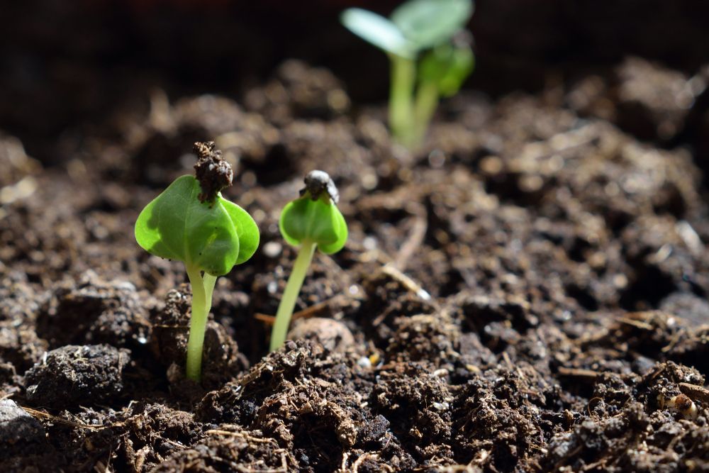 Marshmallow seedlings